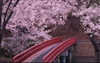 Cerezo Japones Flor  Doble. 3