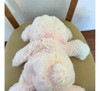 Oso De Peluche Mediano Rosa 35cmx33cmx14cm 1