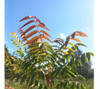 Árbol Rush 2