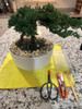 Kit Bonsai Iniciación Tijera Podar-tijera Brotes-rastrillo 5