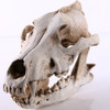 Esqueleto De Cabeça De Animal Artificial 6 4