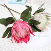 Calcifer 1 Uds 75 Cm El Rey Protea (protea Cynaroides) Plant 3