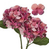Hortensias Artificiales Diametro 17,7cm X 2u.- Rosado Rojo 0
