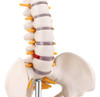 Modelo De Anatomia Da Coluna Vertebral Em Miniatura, Coluna 5