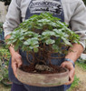 Bonsai De Aeonium 3