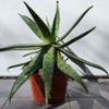 Aloe Vera 2 Aloe Vera 2