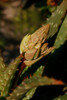 Aloe Vera 5 Aloe Vera 5