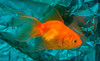 Goldfish Chico Surtido Super Oferta Por Mundo Acuatico 5