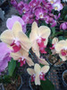Orquídeas Phalaenopsis - H E R M O S A S - E.gratis Caba 0