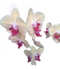 Orquídeas Phalaenopsis - H E R M O S A S - E.gratis Caba 0