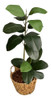 Kit 2 Folhagem Artificial Permanente De Ficus Para Decoração 0