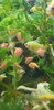 Pez Monjita Rosa 6