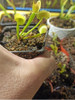 Plantas Carnivoras Venus Atrapa Moscas Dionaea Muscipula 4