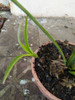 Planta Bromelia Para Regalar 4