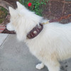 Blazingpaws Florington Collar De Perro Occidental De Cuero G 2