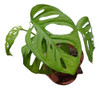 Planta Monstera Adansonii 0