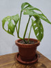 Planta Monstera Adansonii 3
