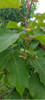 Planta Chilto Tomate En Arbol 3