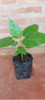 Planta Chilto Tomate En Arbol 4