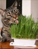Hierba De Gato Calmante Para Gatos Gramilla 0