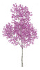 Lapacho Rosado 2,2mt 10lt E.gratis Caba Y Gba Huella Jardin 0