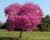 Lapacho Rosado 2,2mt 10lt E.gratis Caba Y Gba Huella Jardin 1