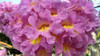 Lapacho Rosado 2,2mt 10lt E.gratis Caba Y Gba Huella Jardin 2