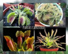 Venus Atrapamoscas De 2 Años + 3 Plantas Carnívoras Adultas. 1