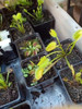 Venus Atrapamoscas De 2 Años + 3 Plantas Carnívoras Adultas. 3