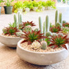 Plantas Suculentas Artificiales, Agusbagli Grandes Flores 2