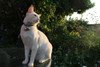 Bells Beau's Bells 2 Extra Loud Cat & Dog Bells Copper 7