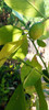 Limoneros De Todo El Año. Criollo. 3