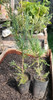 Plantines De Juniperus Hetzi Glauca - Ideal Bonsai 1
