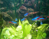 Neon Surtido Chico Promo Hot Sale Mundo Acuatico 1