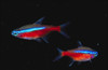 Neon Surtido Chico Promo Hot Sale Mundo Acuatico 3
