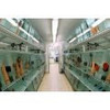 Neon Surtido Chico Promo Hot Sale Mundo Acuatico 5