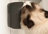 Autocepillador Con Hierba Para Gato Rascador Con Catnip 1