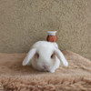 Conejos Mini Holland Lop 1