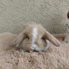 Conejos Mini Holland Lop 2
