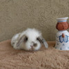 Conejos Mini Holland Lop 3