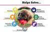 Juguete Clásico Kong Dog 1