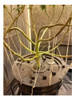 Cultivo Hidroponia Duo Eco Balde 10l Y 20l Dwc Hidroprof 1 Cultivo Hidroponia Duo Eco Balde 10l Y 20l Dwc Hidroprof 1