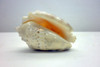 Caracoles Concha De Mar Marina 7x5cm Decoracion 6