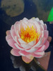 Nenúfar Sasaki Pink 0