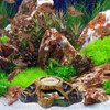 Tartarugas, Plataforma De Banho, Tartarugas, Terraço, Orname 5