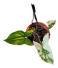 Syngonium Variegado 2