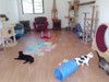 Hotel Para Gatos 3 Hotel Para Gatos 3
