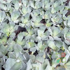 Agave - Potatorum [maceta N°12] 4