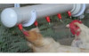 Bebedor Automático Nipple Para Aves 25 Unidades 2