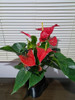 Planta De Anturio!!! 1